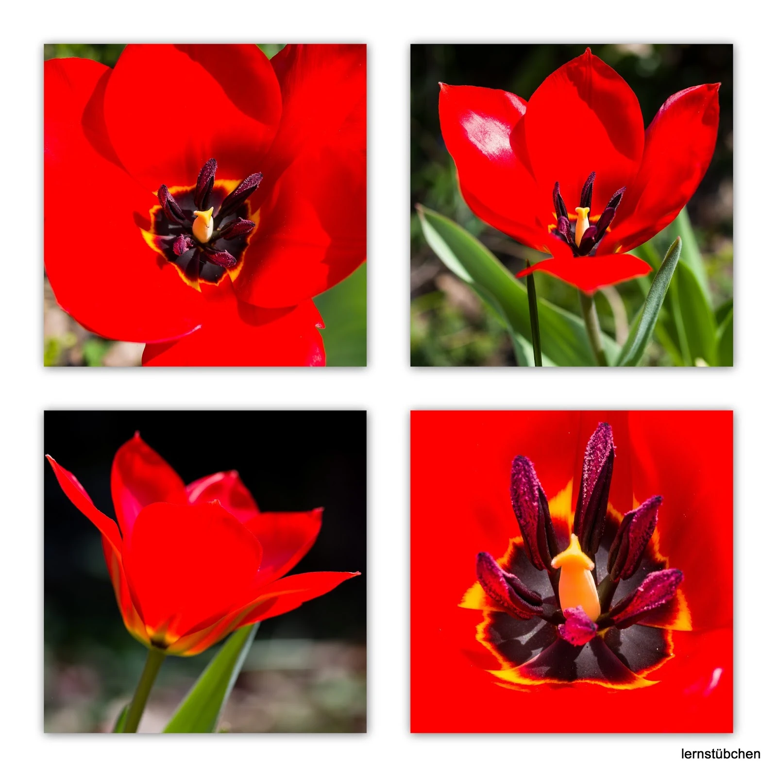 Lernstübchen rote Tulpen.jpeg